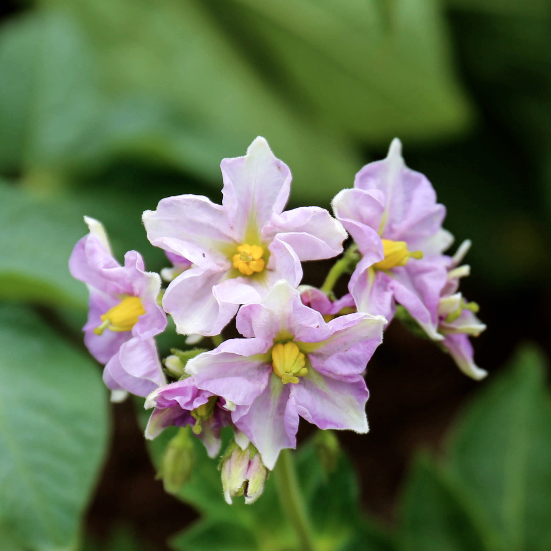 Cove Vodka potato plant flower